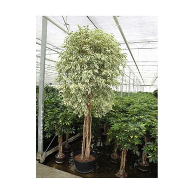 Ficus9.jpg