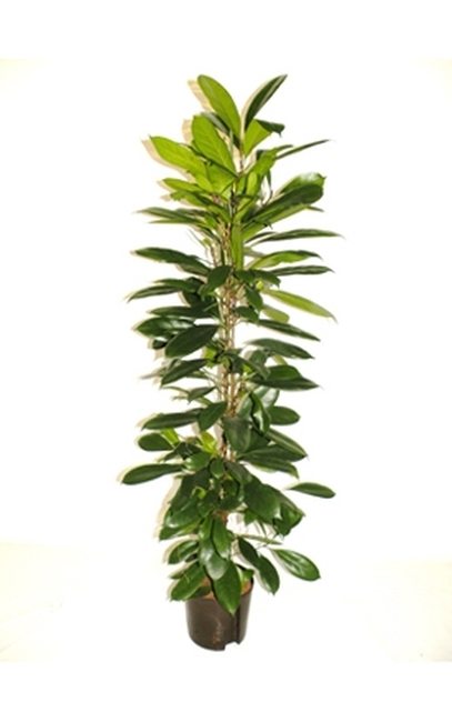 Ficuscyanthistipula.jpg