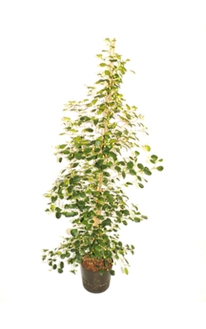 Ficusdiversifolia.jpg