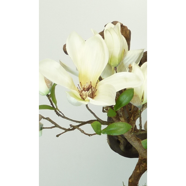 magnoliatreedetail.jpg