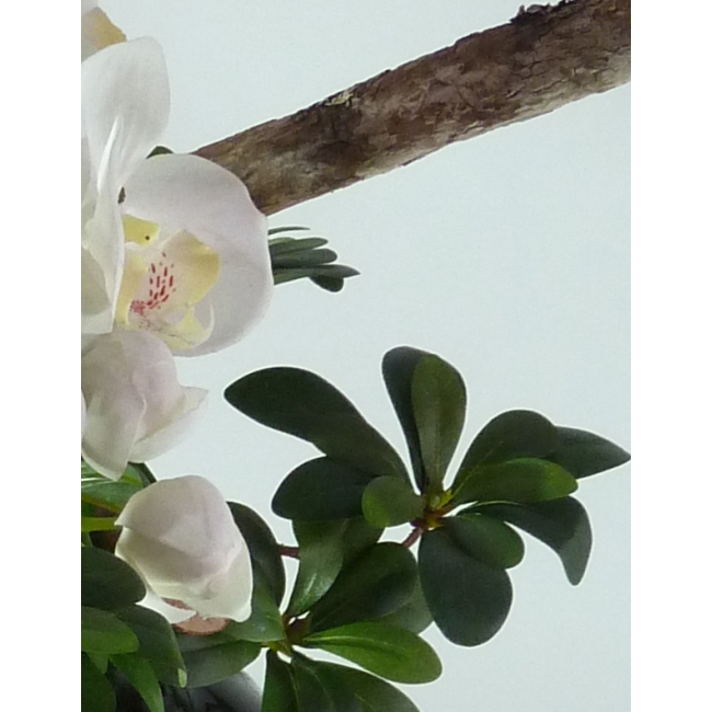 phalaenopsisinzwartevaasdetail.jpg