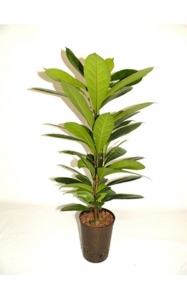 Ficuscyantistipula100cm.jpg