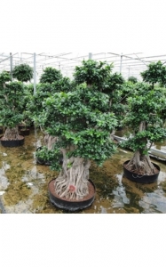 Ficusmicrocarpabonsai180cm.jpg
